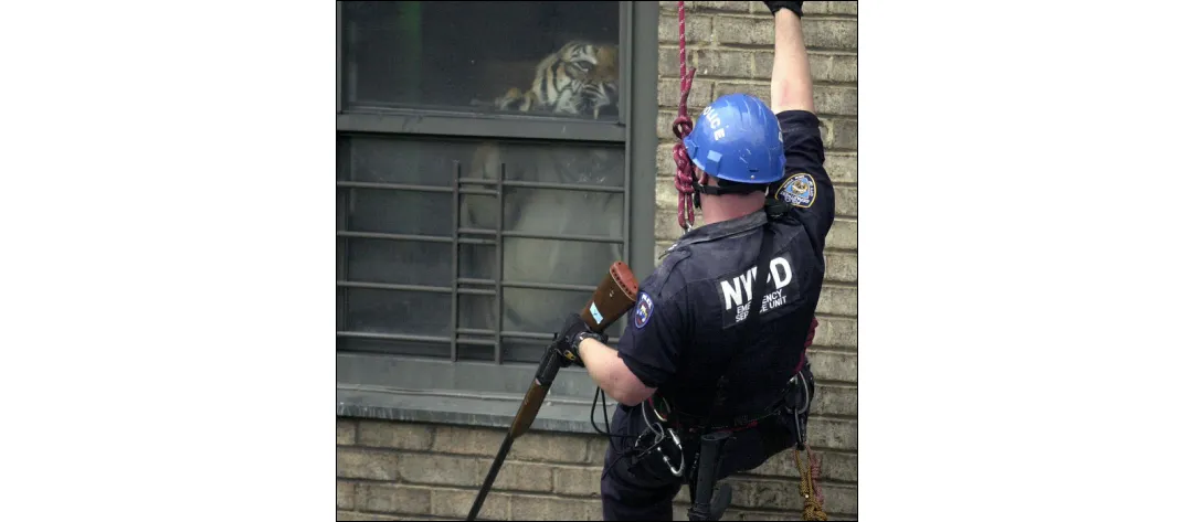 Armand Hammer - Shrines album cover